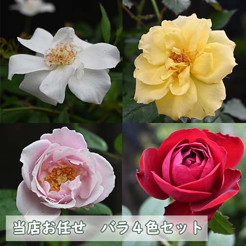 2026年開花 バラ4色セット 白バラ 赤バラ 黄バラ ピンクバラ 薔薇 ※品種は指定できません
