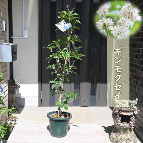 楽天市場】2025年10月開花予定です苗木 ギンモクセイ 銀木犀 白花