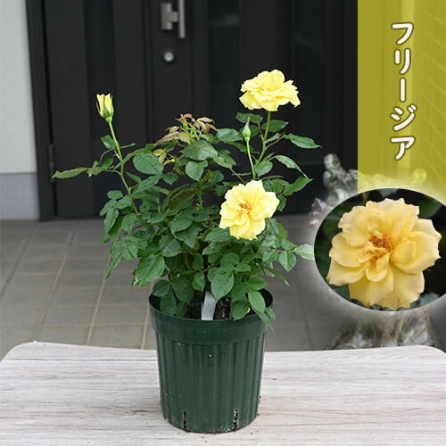 楽天市場】四季咲きバラ苗 【フリージア】 2年生大苗 : 苗木部 by 花