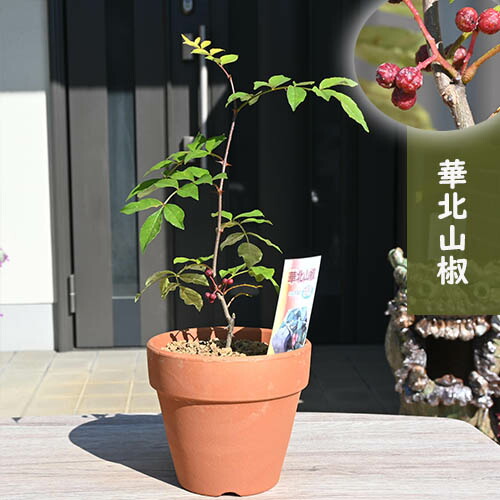 楽天市場】朝倉山椒 鉢植え スーパー朝倉山椒 実山椒 : 園芸