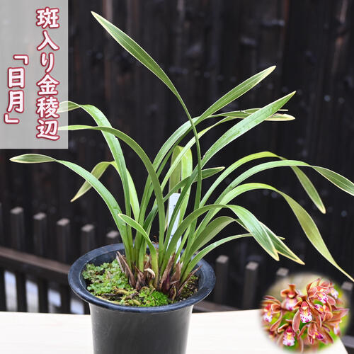 楽天市場】キンリョウヘン 金稜辺 4〜5芽 花芽付き 5.5号サイズ