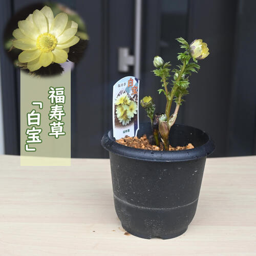 2026年3月頃に開花福寿草 白宝福寿草 プラ鉢入り 元日草 フクジュソウ はくほう 白花福寿草 7,000円