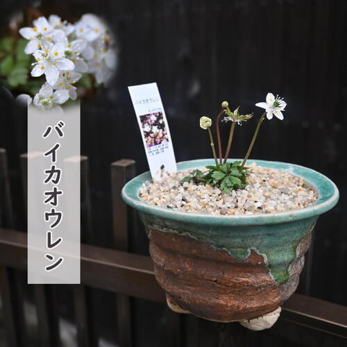 ヤマシャクヤク（山芍薬）：白花3-3.5号ポット の通販 | 園芸ネット