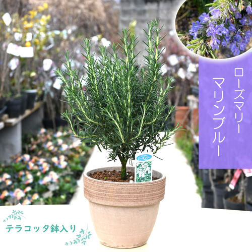 楽天市場】ローズマリー 苗 立性 ハーブ トスカナブルー rosemary