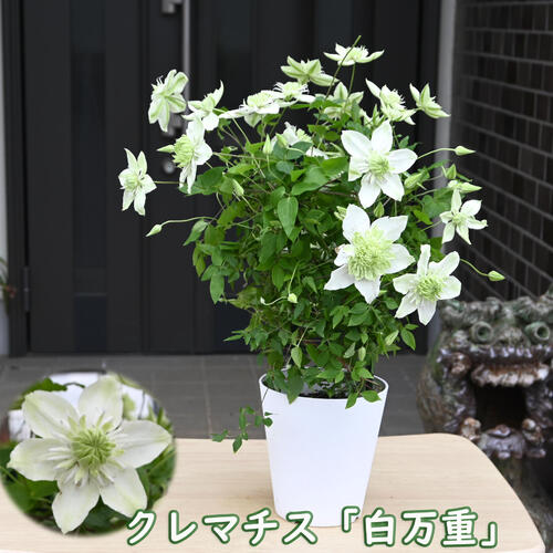 フラミュラ系クレマチス苗鉢植え クレマチス：アコウエンシス（屏東鉄線蓮）4号ポット（原種