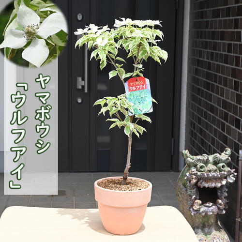 楽天市場】斑入りヤマボウシ 『 ウルフアイ 』 5号鉢植え ヤマボウシ