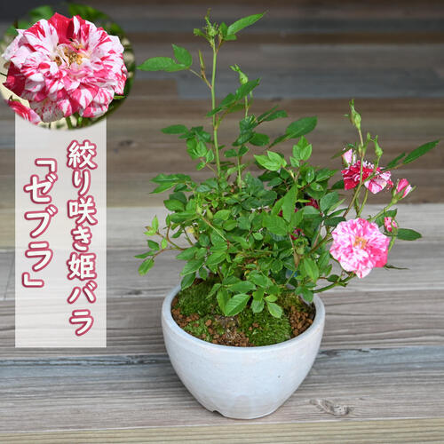 売り切れました☆薔薇セット 歌舞伎町コラボ「Ne10」 ×「LAST ELEGANT」エシカルジンギフト