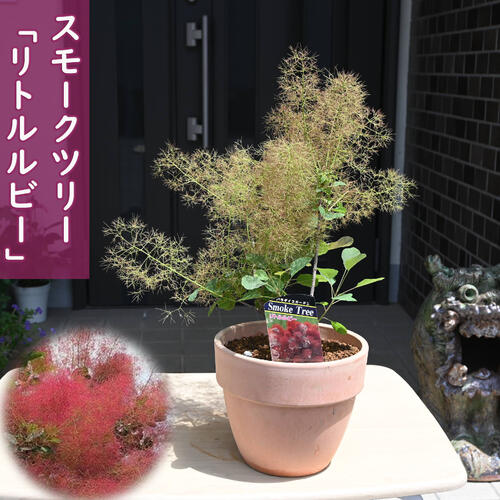 anページ　スモークツリー　ピンクパール　テラコッタ鉢植え　ドウダンツツジ 楽天市場】スモークツリー ピンクパール 鉢植え テラコッタ鉢