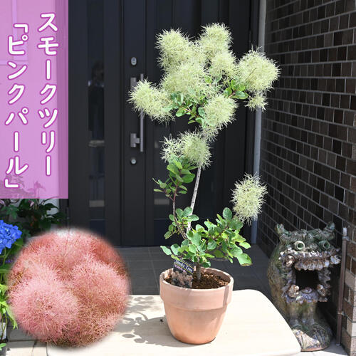 大人 可愛い 服  楽天市場】スモークツリー ピンクパール 鉢植え 素焼き鉢入り 落葉樹