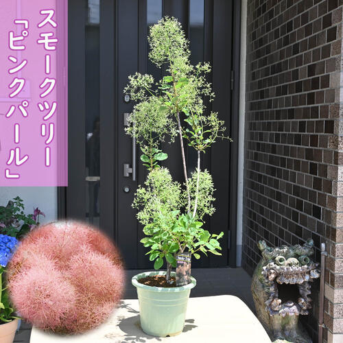 スモークツリー サクラ色パール 若木 ケムリノキ