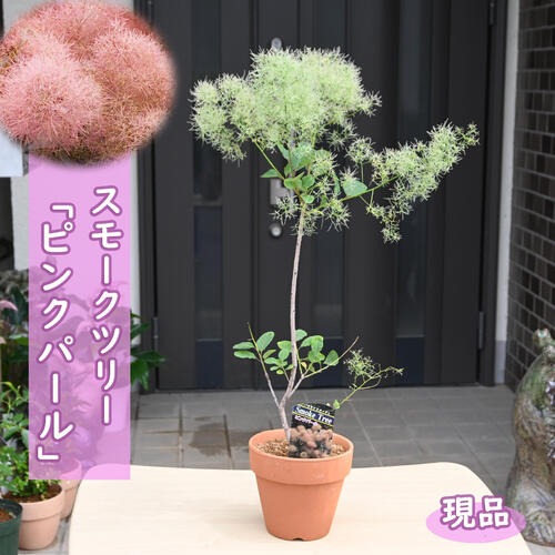 楽天市場】2026年開花見込み 高さ40～50センチ 6月中旬開花 スモーク