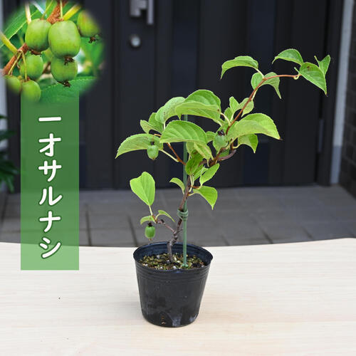 盆栽 サルナシ 樹高鉢底より約40cm 盆栽 サルナシ 樹高鉢底より約40cm