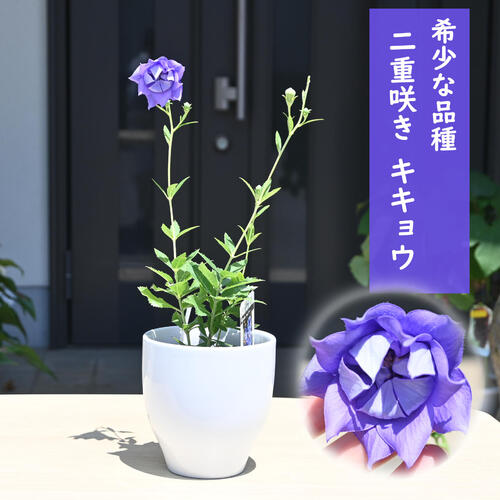 桔梗 imgrc0096548508.jpg