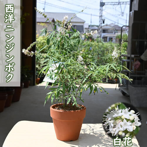 楽天市場】西洋ニンジンボク（セイヨウニンジンボク） 紫 苗木《落葉樹