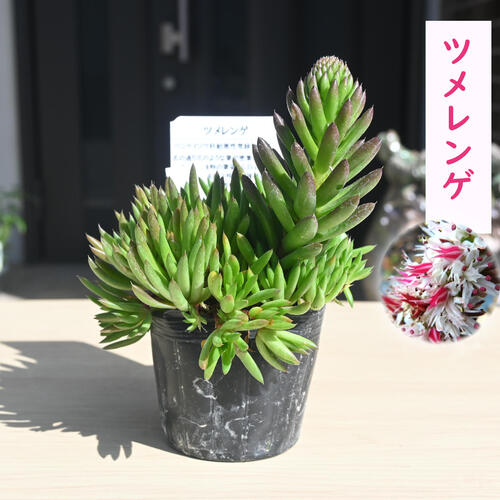 チャー　おまとめ　対馬爪蓮華　新氷砂糖、オブツーサ錦　3点 ハオルチア 氷砂糖 2.5~3号(1鉢) | チャーム