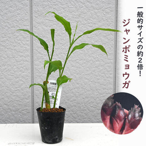 楽天市場】斑入りミョウガ(茗荷) ホワイトフェザー 3～3.5号