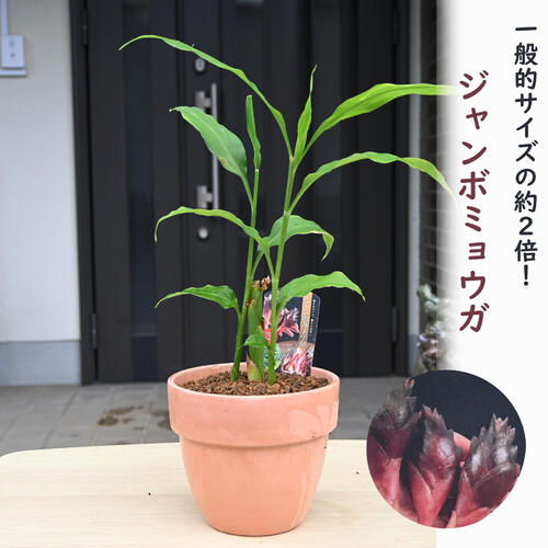 楽天市場】西根の森 天然 山菜 ミョウガの苗《産地直送 2025年度 販売 楽天市場】西根の森 天然 山菜 ミョウガの苗《産地直送 2025年度 販売