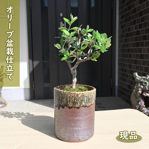 楽天市場】【数量限定】【千寿盆栽】 オリーブ（盆栽仕立て） 3号