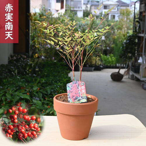 楽天市場】2025年の魔除け鉢植え南天ヒイラギヒイラギナンテン