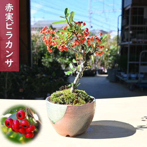 楽天市場】実付きルビーサンザシ鉢植え盆栽 信楽鉢入り 2024年12月頃