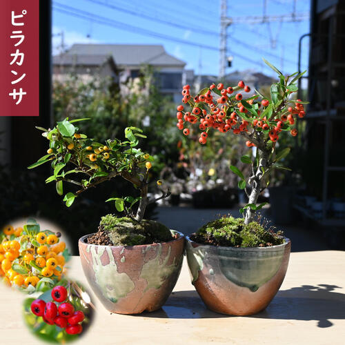 ルビーサンザシ 盆栽 楽天市場】実付きルビーサンザシ鉢植え盆栽 信楽鉢入り 2024年12月頃