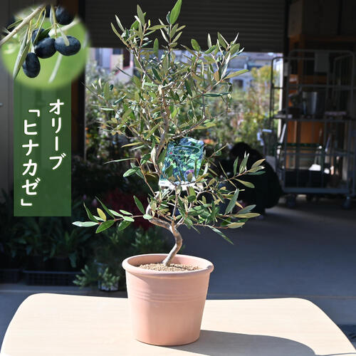 2024年new オリーブ ヒナカゼ 鉢植え テラコッタ鉢入り