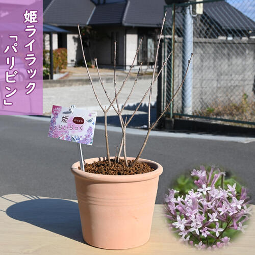 楽天市場】ライラック苗ライラック苗木2026年4月開花苗庭木 落葉樹