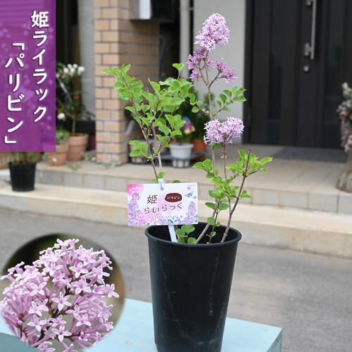 楽天市場】ライラック 苗 赤花 品種 センセーション 接木 ポット