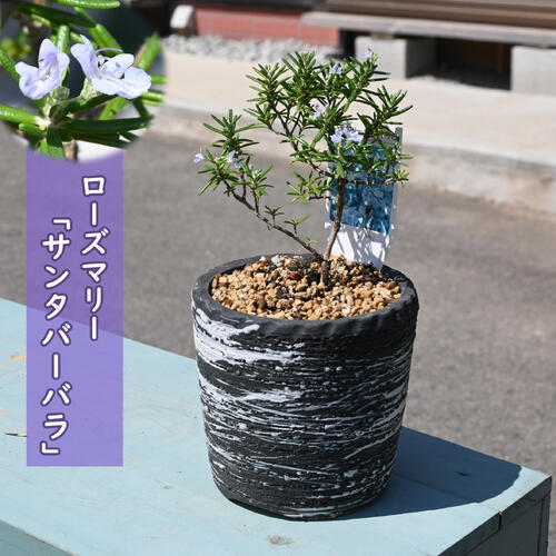 2026年NEW ローズマリー サンタバーバラ鉢植え ほふく性 矮性 rosemary マンネンロウ ハーブ ガーデン 料理 アロマ