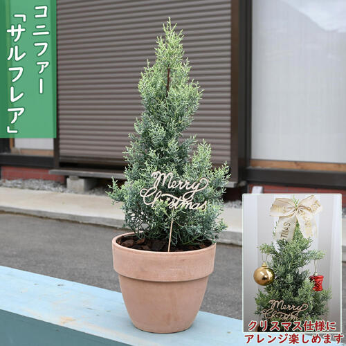 楽天市場】2025年NEW コニファー サルフレア 苗木 クリスマスの木 6号