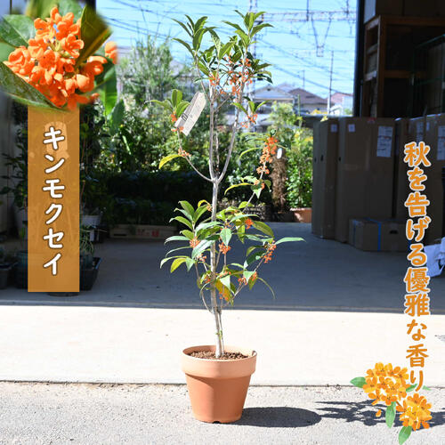 楽天市場】今季の開花終了しておりますキンモクセイ花芽付2025年