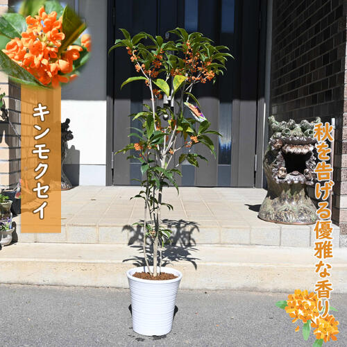 楽天市場】キンモクセイ 苗木7号 鉢植え 金木犀 きんもくせい 植木