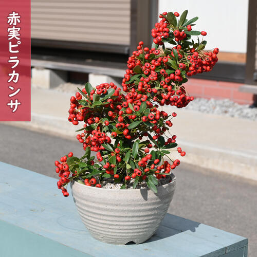楽天市場】ピラカンサ（2色植え 黄×赤）1鉢 6号 プラスチック鉢 常磐