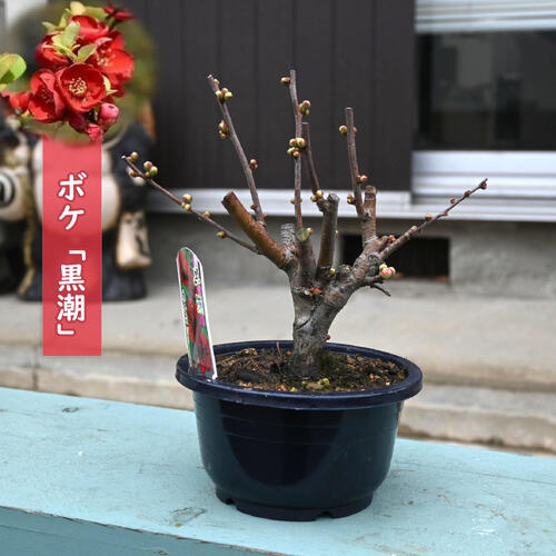 楽天市場】予約販売 木瓜 黒潮 9cmポット 開花予定株 ボケ 花苗 庭木