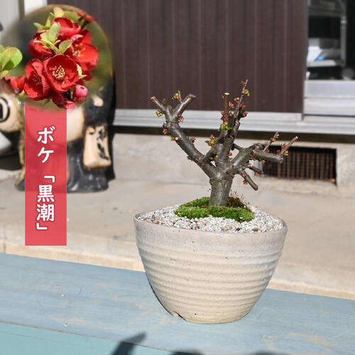 楽天市場】ボケ盆栽黒潮木瓜 : 園芸百貨店何でも揃うこぼんさい
