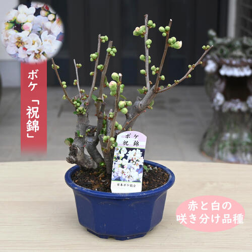 楽天市場】ボケ盆栽日月星 咲き分け木瓜日月星2018年花芽有り3月頃に