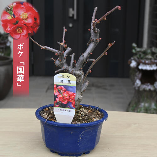 楽天市場】ボケ盆栽日月星 咲き分け木瓜日月星 : 園芸百貨店何でも揃う