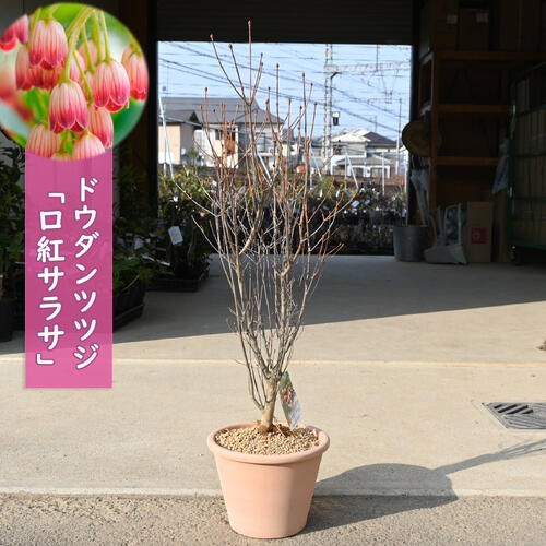 ドウダンツツジ 口紅錦 口紅更紗 鉢植え テラコッタ鉢入り クチベニニシキ クチベニサラサ 7,000円