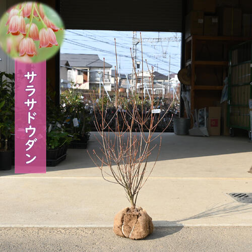 楽天市場】サラサドウダン 1.5m 露地 2本 苗木 : トオヤマグリーン