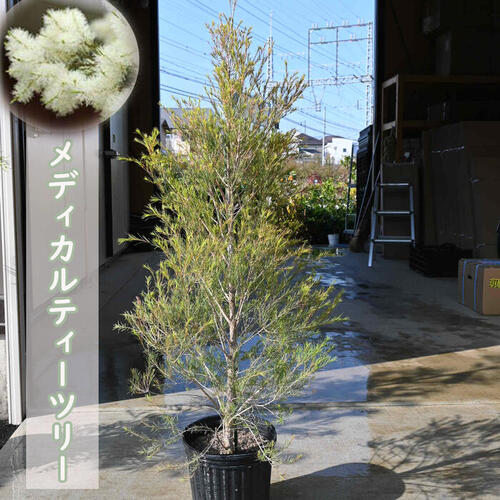 楽天市場】【現品発送】ティーツリー メディカルティーツリー 9号 樹高