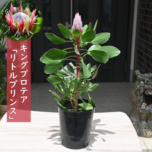 花芽付き♡プロテア　ネリーフォリア　鉢植え　苗　オージープランツ 楽天市場】2024年NEW 希少 プロテア 苗 ネリフォーリア 6号 プラ