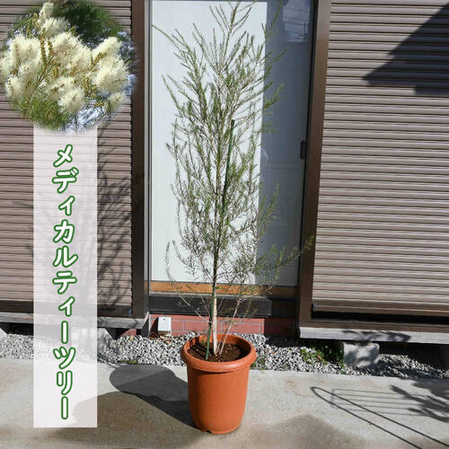 150浪花節的符帳天然木にもできます2026年大きなメディカルティーツリー 若木 オージープランツ メラレウカ 紅茶天然木