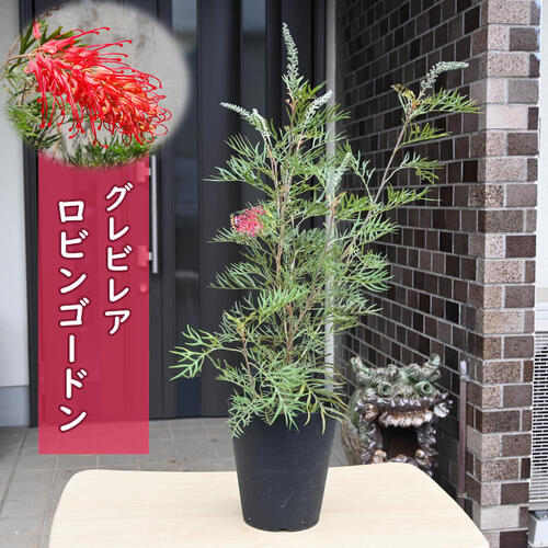 楽天市場】2026年NEW グレビレアビッグレッド 苗 オージープランツ