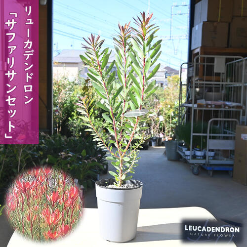 楽天市場】2024年NEW バンクシア エリシフォリア 鉢植え テラコッタ鉢