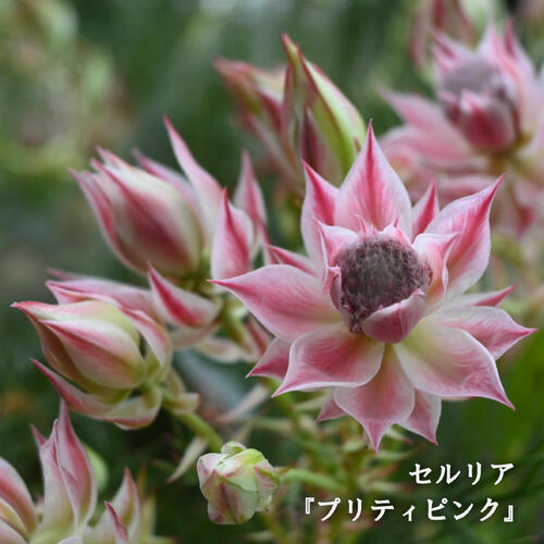 楽天市場】プレゼントにNEW2025年1月～2月開花セルリア プリティ