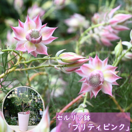 楽天市場】プレゼントにNEW2025年1月～2月開花セルリア プリティ
