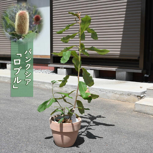 スワンプバンクシア ロブール6号鉢 全長90cm バンクシア：ロブル（スワンプバンクシア）6号ポット の通販