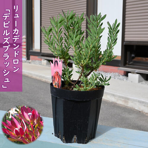 楽天市場】2025年NEW リューカデンドロン サファリサンセット 苗木