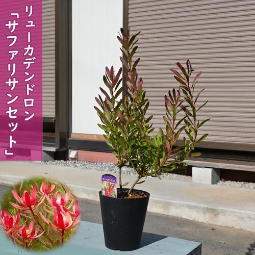 楽天市場】リューカデンドロン デビルズブラッシュ 苗木 オージー