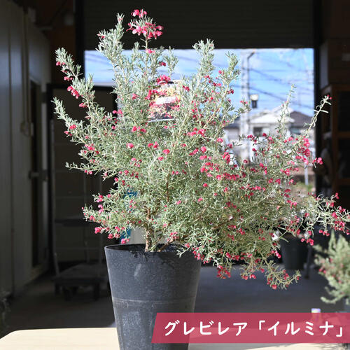 楽天市場】グレビレア ピーチアンドクリーム 苗木 樹高鉢底から約60